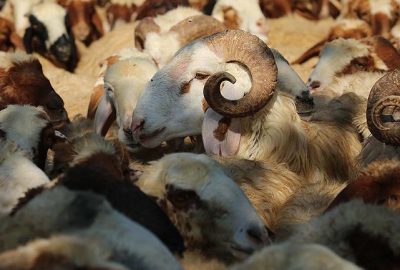 Koyun keçi yetiştiricilerine destek başvurusu için ikinci şans!