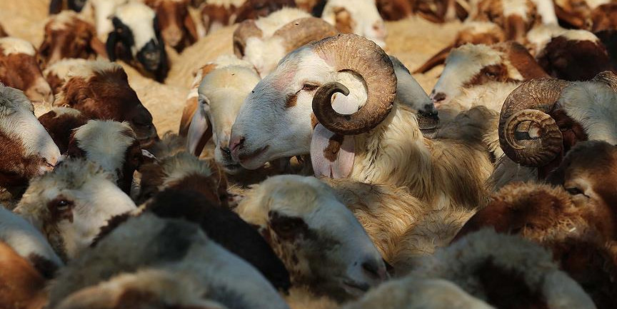 Koyun keçi yetiştiricilerine destek başvurusu için ikinci şans!