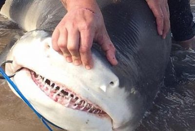 Okyanus canavarını tek başına tuttu