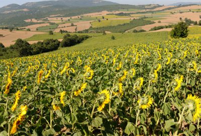 Yağlık ayçiçeğine yöneliş hızla artıyor