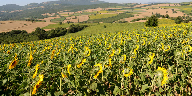 Yağlık ayçiçeğine yöneliş hızla artıyor