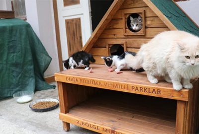 Kedi ve köpekler kışı ‘ev’lerinde geçirecek