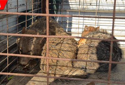 Gölete düşen çakallar için kurtarma operasyonu