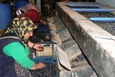 Zeytin elemelerinde bilgisayar teknolojisi