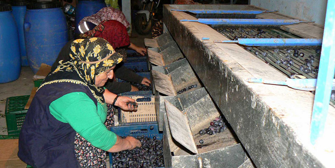 Zeytin elemelerinde bilgisayar teknolojisi Zeytin elemelerinde bilgisayar teknolojisi