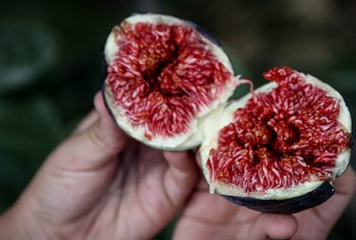 Bursa’da yetişti 49 ülkede tüketildi