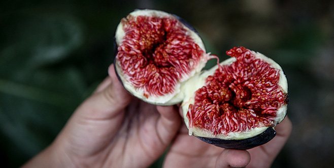 Bursa’da yetişti 49 ülkede tüketildi