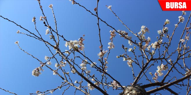 Aralık ayında sıcaklık rekoru kırıldı, ağaçlar çiçek açtı