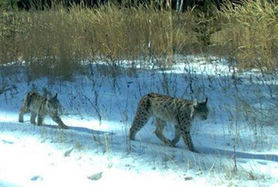 Vaşakların yaşamı, uyduyla takipte