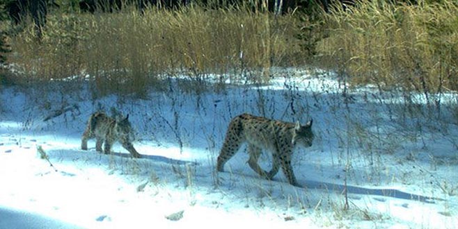 Vaşakların yaşamı, uyduyla takipte