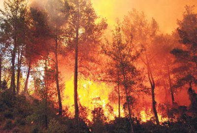 Yazın yanan ormanlık alanlar baharda yeşerecek