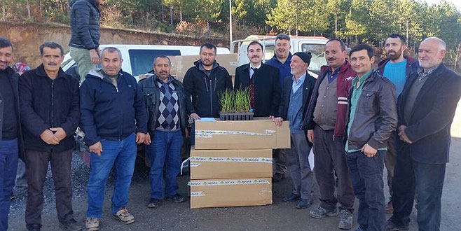 Büyükorhan Yaban Mersini üssü olacak Büyükorhan Yaban Mersini üssü olacak