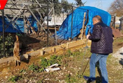Kuyruğu kesilmiş yavru tilki, tel örgülere asılı bulundu