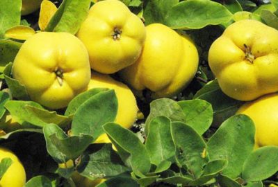 Ayvanın cefasını Türk çekiyor sefasını Hollanda sürüyor