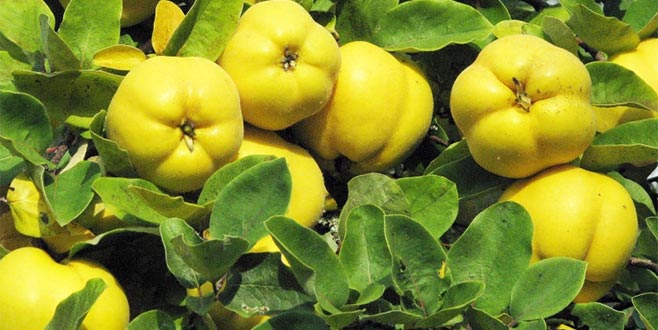 Ayvanın cefasını Türk çekiyor sefasını Hollanda sürüyor Ayvanın cefasını Türk çekiyor sefasını Hollanda sürüyor