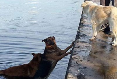 Denize düşen köpeği, ardından atlayan köpek kıyıya getirdi