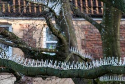 Kuşlar dallara konmasın diye ağaçlara dikenli tel astılar!