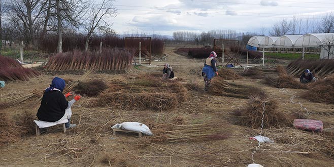 Çöğür üretiminin yüzde 70’i İnegöl’den