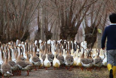 Kurduğu kaz çiftliğiyle ilçeye umut oldu