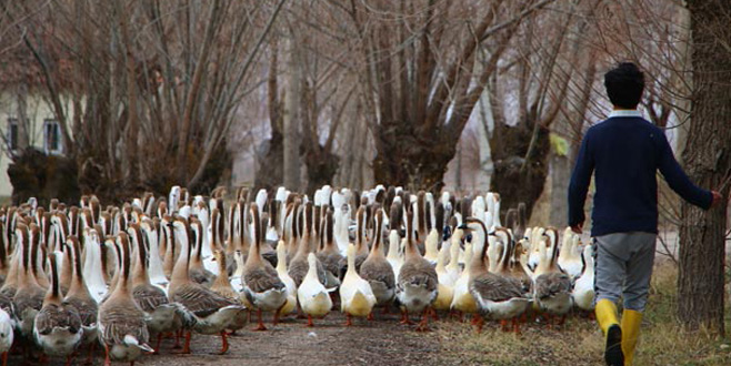 Kurduğu kaz çiftliğiyle ilçeye umut oldu