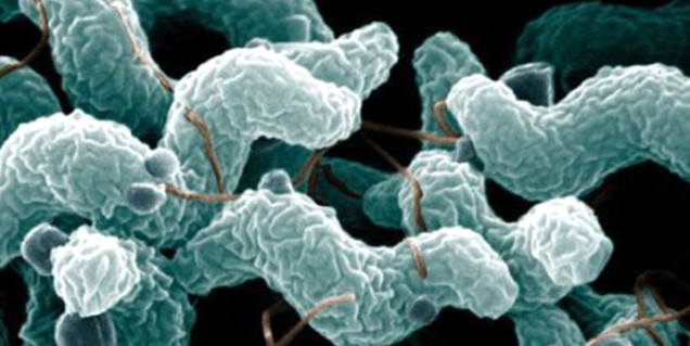 Et yiyen bakteri paniği! Yüzlerce kişiye enfeksiyon bulaştı