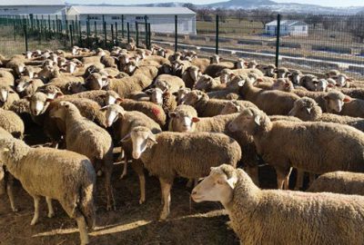 Dağ yöresinde besiciye destek