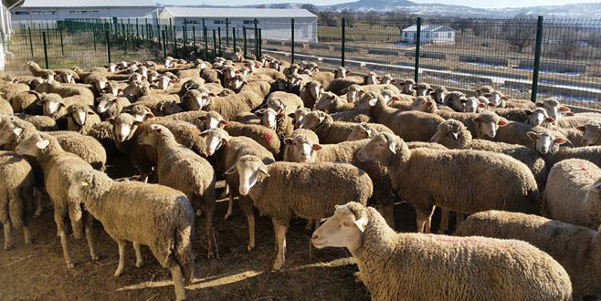 Dağ yöresinde besiciye destek Dağ yöresinde besiciye destek