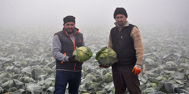 Dondurucu soğukta lahana hasadı