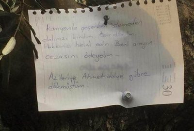 Zeytin ağacına asılan not duygulandırdı