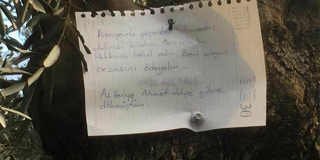 Zeytin ağacına asılan not duygulandırdı
