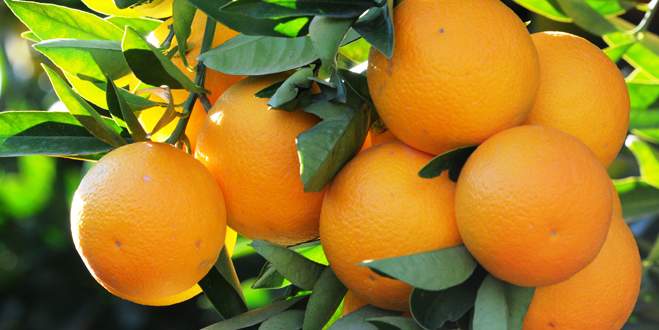 Portakalın fiyatı tarlada 1,2 lira Portakalın fiyatı tarlada 1,2 lira