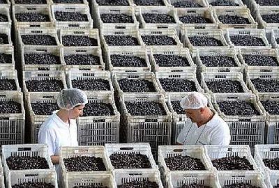 Marmarabirlik, 50 bin ton alım hedefine yaklaştı