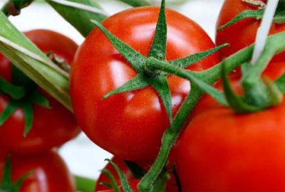 Rusya’ya domates ihracatı beklentileri karşılamadı