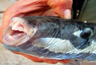 ‘Siyanürden 50 kat zehirli’ ve artık sürüler halinde rastlanıyor