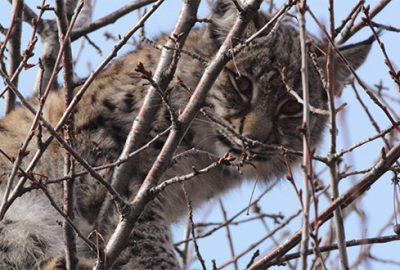 Çoban köpeklerinden korkarak ağaca tırmanan vaşak kurtarıldı