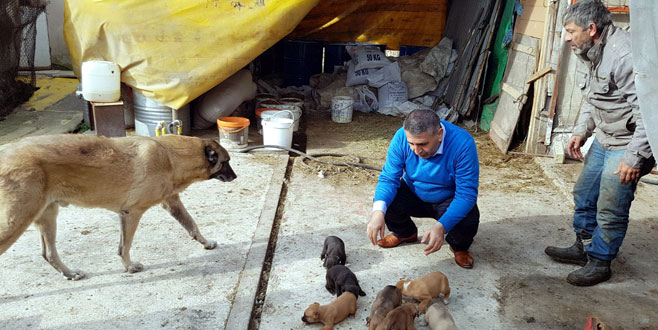 ‘Hayvansever savcı’  hayvanları besledi
