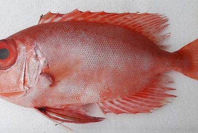 Türkiye’de ilk defa görüldü