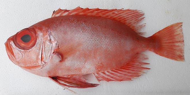 Türkiye’de ilk defa görüldü