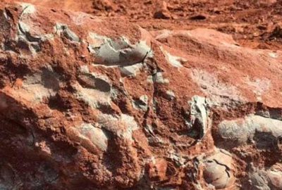 130 milyon yıllık dinozor yumurtası bulundu