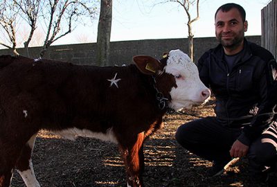 Bu buzağının fiyatı 1 milyon dolar