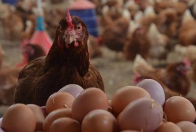 Avrupa’ya 6 yıl sonra yumurta ihracatı