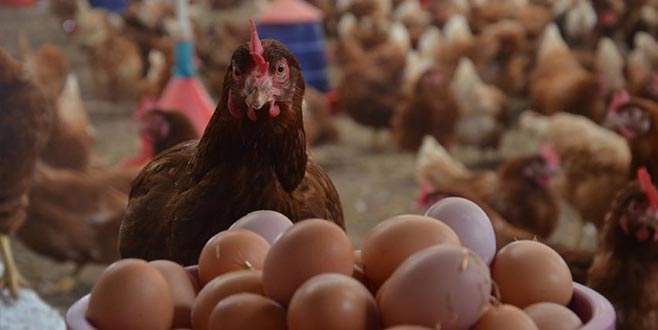 Avrupa’ya 6 yıl sonra yumurta ihracatı