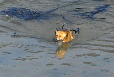 Gölete düşen iki tilki için kurtarma operasyonu