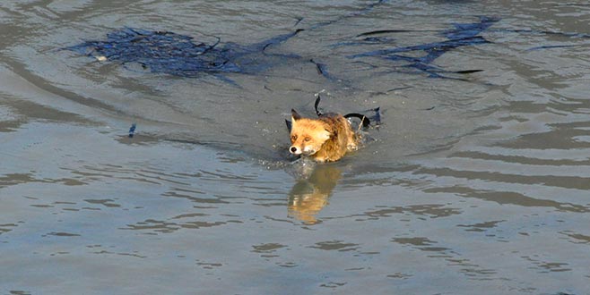 Gölete düşen iki tilki için kurtarma operasyonu Gölete düşen iki tilki için kurtarma operasyonu