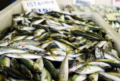 Tezgahın gözdesi istavrit