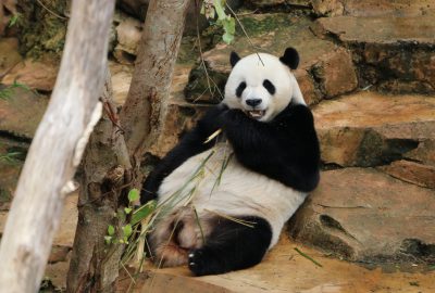 Diplomat pandalar ‘sarayda’ kalıyor