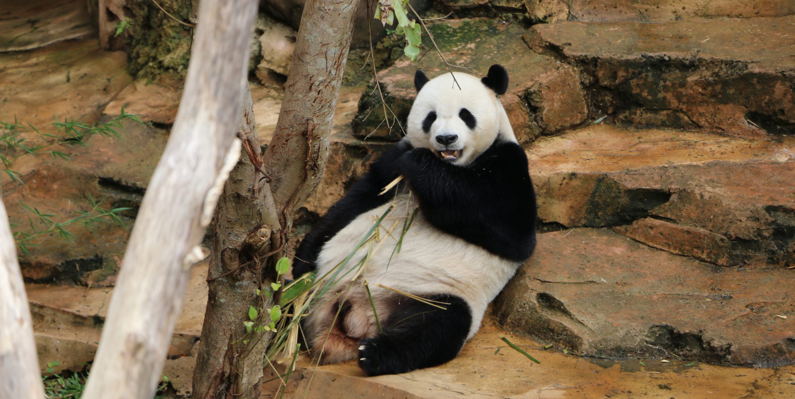 Diplomat pandalar ‘sarayda’ kalıyor