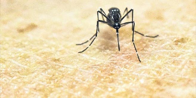 Zika 7 yıl içinde Anadolu’ya yayılacak