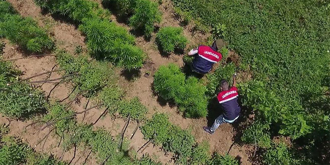 Jandarmadan 2017’de uyuşturucu satıcılarına darbe vurdu