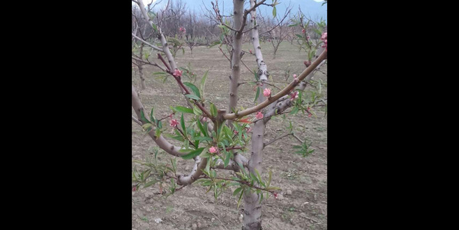 Ocak ayında şeftali çiçek açtı